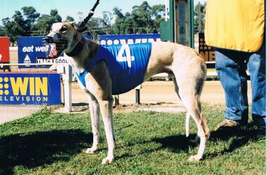 Photograph - COLOUR PHOTGRAPH OF GREYHOUND