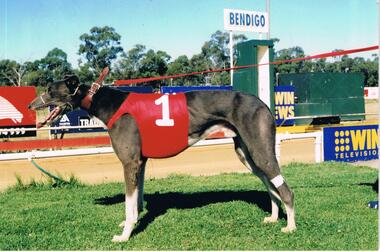 Photograph - COLOUR PHOTO OF GREYHOUND
