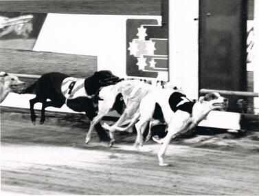 Photograph - PHOTOGRAPH OF GREYHOUNDS RACING FOR CONsolation