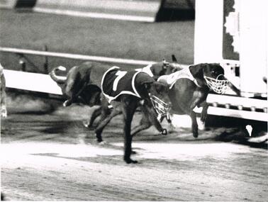 Photograph - PHOTOGRAPH OF GREYHOUNDS  RACING