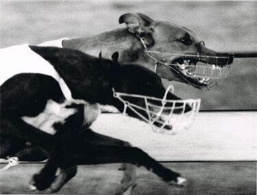 Photograph - BLACK AND WHITE PHOTOGRAPH OF TWO DOGS RACING SIDE BY SIDE