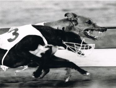 Photograph - BLACK AND WHITE PHOTOGRAPH FOREQUARTERS OF TWO GREYHOUNDS