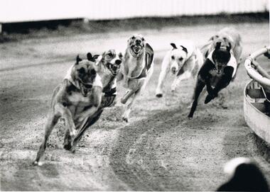 Photograph - BLACK AND WHITE PHOTOGRAPH OF GREYHOUNDS