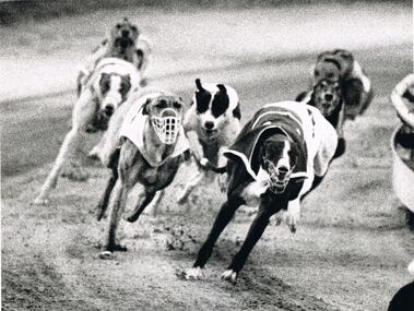 Photograph - BLACK  AND WHITE PHOTOGRAPH OF GREYHOUNDS