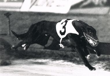 Photograph - BLACK AND WHITE PHOTOGRAPH OF GREYHOUND