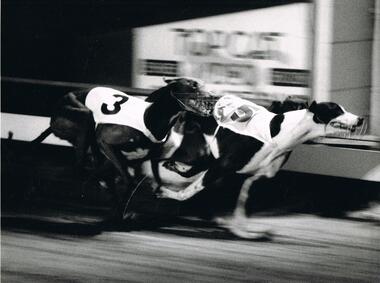 Photograph - BLACK AND WHITE PHOTOGRAPH OF GREYHOUNDS