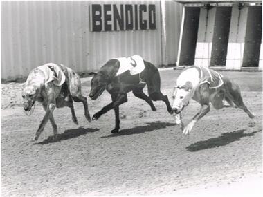 Photograph - BLACK AND WHITE PHOTOGRAPH OF GREYHOUNDS