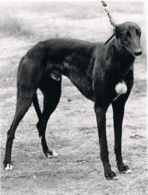Photograph - BLACK AND WHITE PHOTOGRAPH OF GREYHOUND