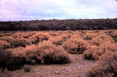 Slide - PETER ELLIS COLLECTION: SLIDE, May 1970 - Jan 1972