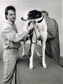 Photograph - BLACK AND WHITE PHOTOGRAPH OF GREYHOUND