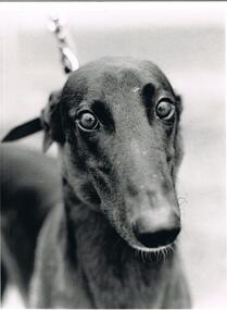 Photograph - BLACK AND WHITE PHOTOGRAPH OF GREYHOUND