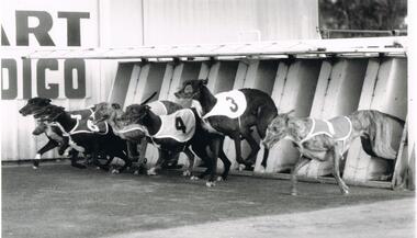 Photograph - BLACK AND WHITE PHOTOGRAPH OF GREYHOUNDS