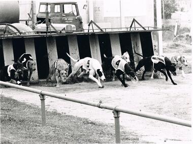 Photograph - BLACK AND WHITE PHOTOGRAPH OF GREYHOUNDS
