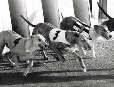 Photograph - BLACK AND WHITE PHOTOGRAPH OF GREYHOUNDS STARTING