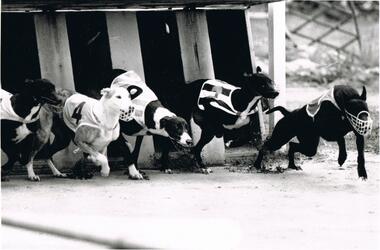 Photograph - BLACK AND WHITE PHOTOGRAPH OF GREYHOUNDS