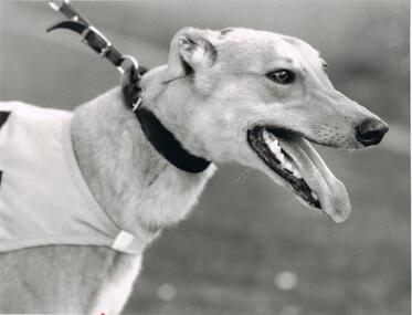Photograph - BLACK AND WHITE PHOTOGRAPH OF GREYHOUND