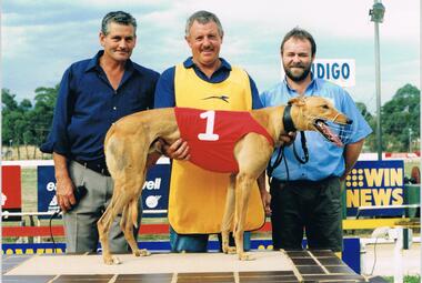 Photograph - COLOUR PHOTOGRAPH OF GREYHOUND