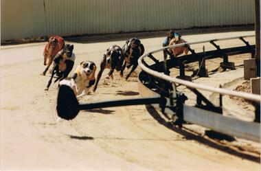 Photograph - COLOUR PHOTOGRAPH OF GREYHOUNDS