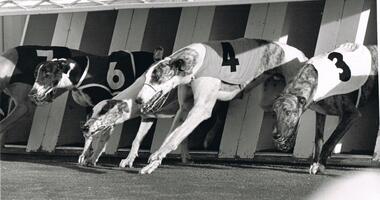 Photograph - BLACK AND WHITE PHOTOGRAPH OF GREYHOUNDS