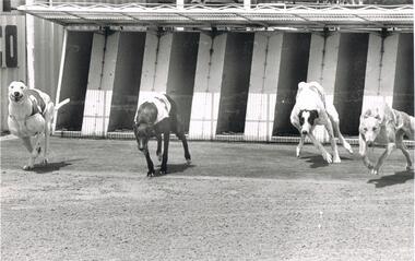 Photograph - BLACK AND WHITE PHOTOGRAPH OF GREYHOUNDS