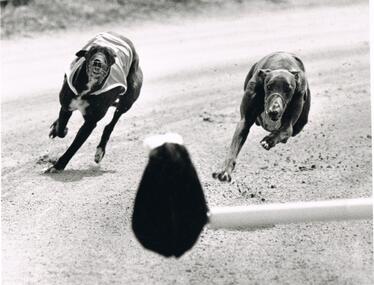 Photograph - BLACK AND WHITE PHOTOGRAPH OF GREYHOUNDS