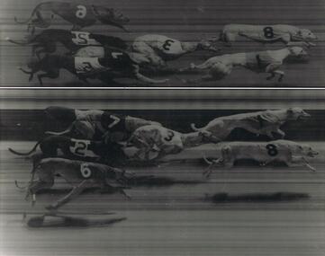 Photograph - BLACK AND WHITE PHOTOGRAPH OF GREYHOUNDS RACING