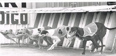 Photograph - BLACK AND WHITE PHOTOGRAPH OF GREYHOUND
