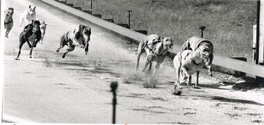 Photograph - BLACK AND WHITE PHOTOGRAPH OF GREYHOUNDS RACING