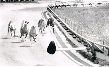 Photograph - BLACK AND WHITE PHOTOGRAPH OF GREYHOUNDS