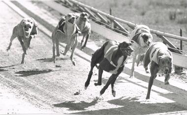 Photograph - BLACK AND WHITE PHOTOGRAPH OF GREYHOUNDS RACING