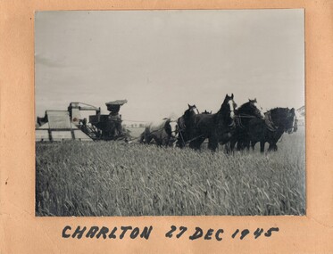 Photograph - NORM GILLIES COLLECTION: PHOTOGRAPH STRIPPING WHEAT CHARLTON