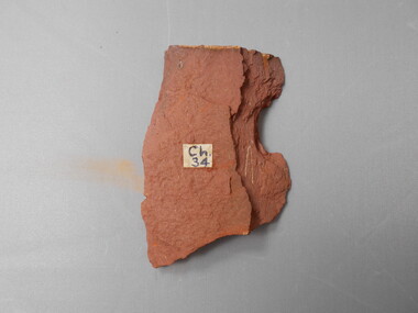 Geological specimen - GRAPTOLITE COLLECTION: DIDYMOGRAPTUS PROTOBIFIDUS (VARIANT) CHEWTONIAN CHEWTONIAN