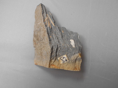 Geological specimen - GRAPTOLITE COLLECTION: DIDYMOGRAPTUS PROTOBIFIDUS (VARIANT) CHEWTONIAN