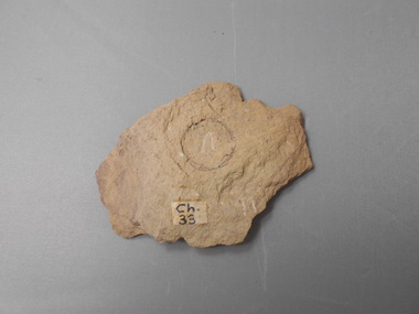 Geological specimen - GRAPTOLITE COLLECTION: DIDYMOGRAPTUS PROTOBIFIDUS ELLES 34018 CHEWTONIAN