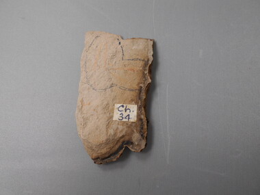 Geological specimen - GRAPTOLITE COLLECTION: DIDYMOGRAPTUS PROTOBIFIDUS (VARIANT) CHEWTONIAN