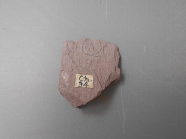 Geological specimen - GRAPTOLITE COLLECTION: DIDYMOGRAPTUS PROTOBIFIDUS (VARIANT) CHEWTONIAN