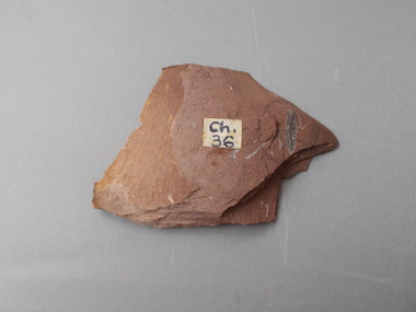 Geological specimen - GRAPTOLITE COLLECTION: PHYLLOGRAPTUS AUGUSTIFOLIUS (J. HALL 35084) CHEWTONIAN
