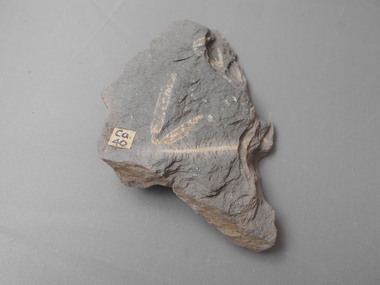 Geological specimen - GRAPTOLITE COLLECTION: ISOGRAPTUS CADUCEUS VAR. MAXIMO-DIVERGENS HARRIS, CASTLEMAINIAN