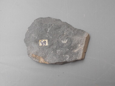 Geological specimen - GRAPTOLITE COLLECTION: ISOGRAPTUS CADUCEUS VAR. LUNATA