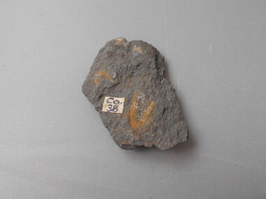 Geological specimen - GRAPTOLITE COLLECTION: ISOGRAPTUS CADUCEUS VAR. VICTORIAE HARRIS
