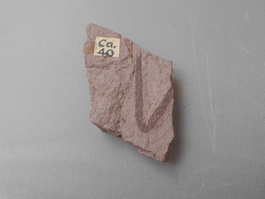 Geological specimen - GRAPTOLITE COLLECTION: ISOGRAPTUS CADUCEUS VAR. MAXIMO-DIVERGENS HARRIS