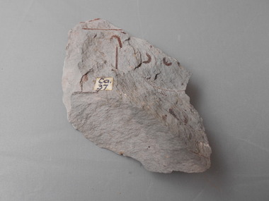 Geological specimen - GRAPTOLITE COLLECTION: ISOGRAPTUS CADUCEUS VAR. LUNATA