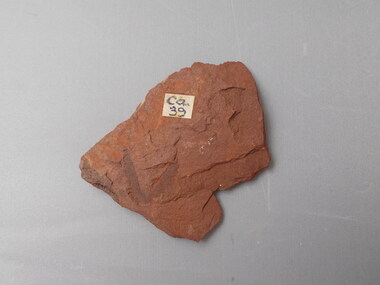 Geological specimen - GRAPTOLITE COLLECTION: ISOGRAPTUS CADUCEUS VAR. MAXIMA HARRIS