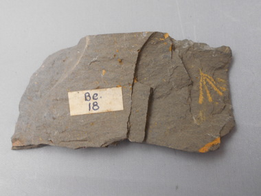 Geological specimen - GRAPTOLITE COLLECTION: TETRAGRAPTUS FRUTICOSIS (J. HALL)  (3BR)