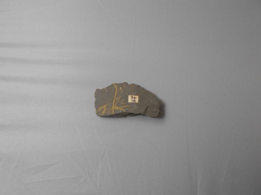 Geological specimen - GRAPTOLITE COLLECTION: TETRAGRAPTUS FRUTICOSIS (J. HALL)  (3BR)