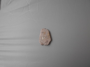 Geological specimen - GRAPTOLITE COLLECTION: TETRAGRAPTUS FRUTICOSUS (J. HALL) 3 BR