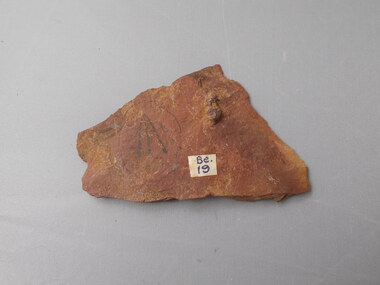 Geological specimen - GRAPTOLITE COLLECTION: TETRAGRAPTUS FRUTICOSUS (J. HALL) (3 BR.)
