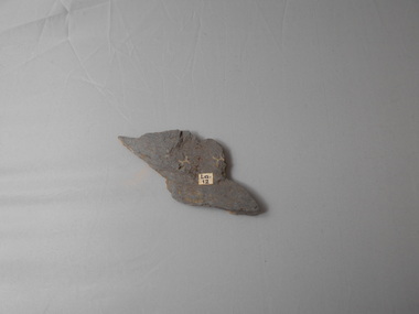 Geological specimen - GRAPTOLITE COLLECTION: TETRAGRAPTUS DECIPIENS  T S H