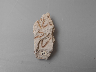 Geological specimen - GRAPTOLITE COLLECTION: ISOGRAPTUS CADUCEUS VAR
