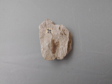 Geological specimen - GRAPTOLITE COLLECTION: ONCOGRAPTUS UPSILON T. S. H